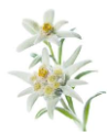 edelweiss-